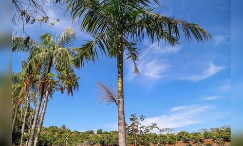 Município de Ivaiporã quer se transformar na capital do açaí