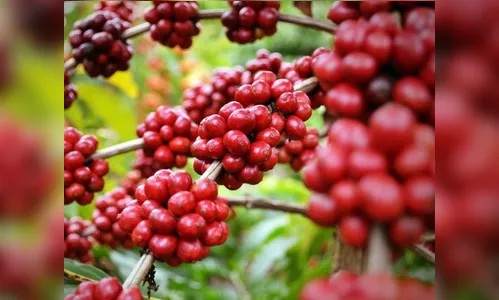 Ladrões levam 20 sacas de café de sitio em Ivaiporã