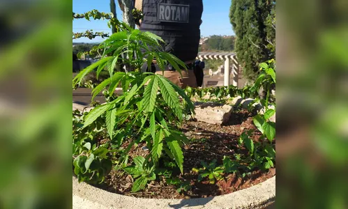 Pé de maconha é encontrado em Praça de Ivaiporã