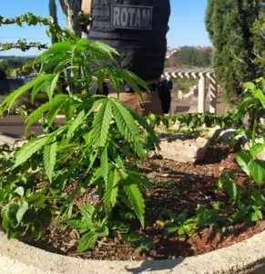 A maconha estava plantada em um vaso