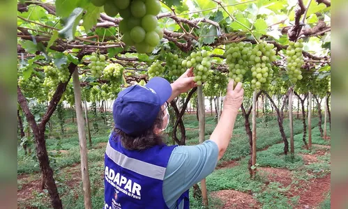 Novos procedimentos qualificam a certificação fitossanitária no Paraná
