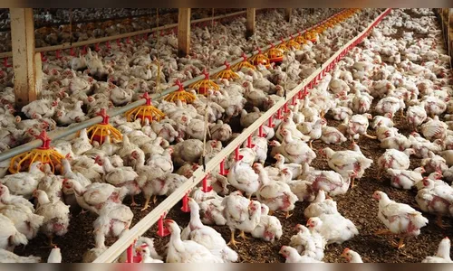 Ladrões causam prejuízo em granja de frangos em Jardim Alegre