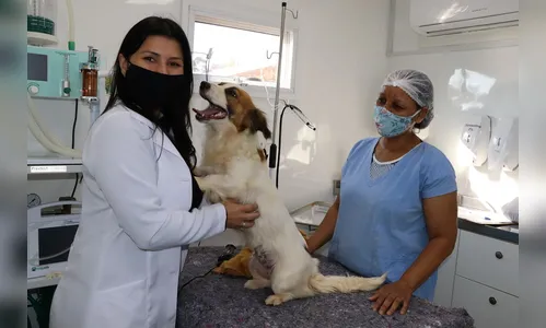 Castração gratuita  cães e gatos chega para ajudar no controle reprodutivo em Ivaiporã
