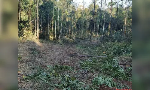 Polícia Ambiental flagra situação de corte ilegal em Marumbí