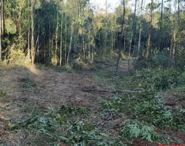 Polícia Ambiental flagra situação de corte ilegal em Marumbí