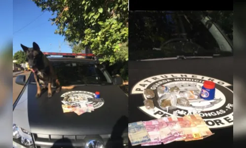 Cão de faro da GM de Arapongas encontra drogas em Rolândia