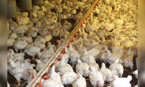 VBP do Paraná em 2019 bate recorde e soma R$ 97,7 bilhões