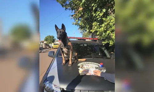 Cadela farejadora do Canil Integrado de Arapongas é destaque em ações