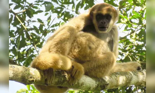 Pesquisadores do Lactec registram nova população de muriquis-do-sul
