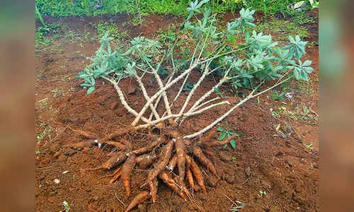 Homem é preso após furtar mandioca de chácara em Apucarana