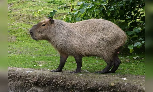 GM Arapongas atende denúncia de possível envenenamento de capivaras