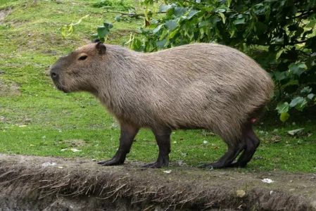 GM Arapongas atende denúncia de possível envenenamento de capivaras