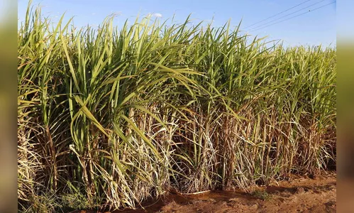 Paraná suspende por 30 dias queimada de cana-de-açúcar