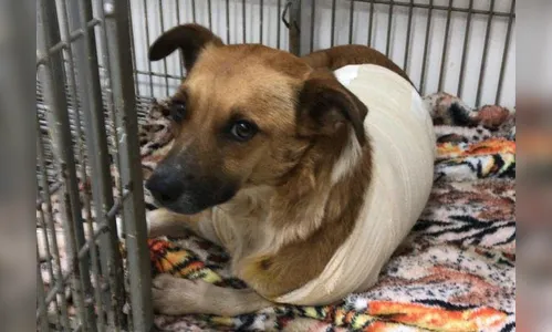 Cachorra é atingida por balas de borracha em Cascavel