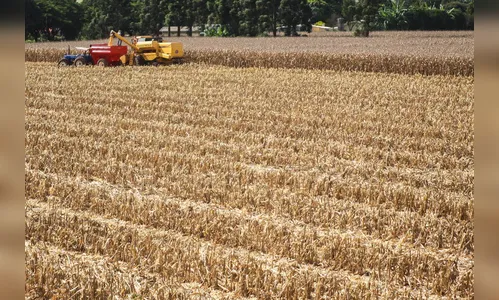 Boletim agropecuário destaca colheita do milho no Paraná