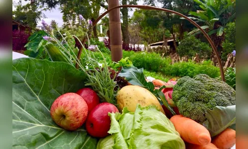 Procura por orgânicos cresce com a pandemia