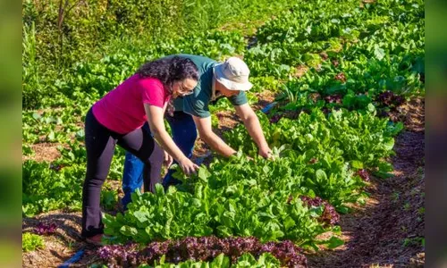 Santa Terra entra para o circuito de turismo de frutas de Faxinal