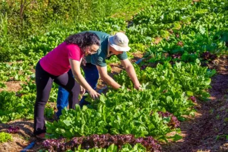 Santa Terra entra para o circuito de turismo de frutas de Faxinal