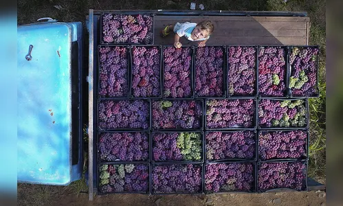 Assembleia aprova título de Capital da Uva Niágara a Rosário do Ivaí