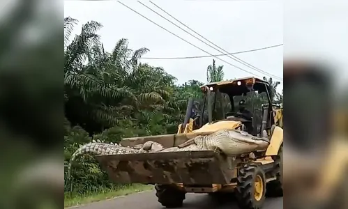 Crocodilo gigante é morto na Indonésia; assista