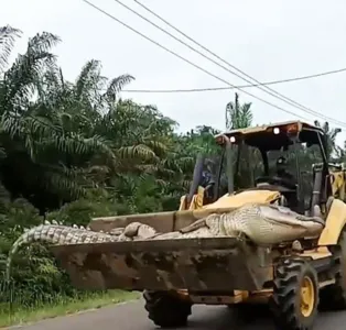 Crocodilo gigante é morto na Indonésia; assista