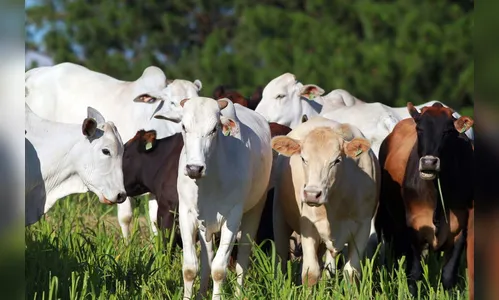 Paraná conquista reconhecimento nacional de Área Livre de Aftosa