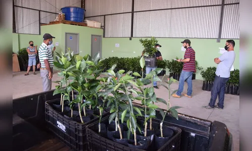 Agricultores familiares de Ivaiporã recebem mudas de citros