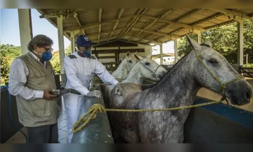 Cientistas criam soro com anticorpos de cavalo capaz de neutralizar covid-19