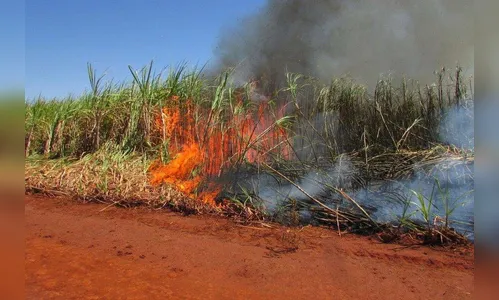 Adiado prazo para suspensão da queima de cana-de-açúcar