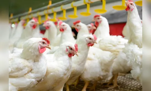 Brasil diz que não foi notificado pela China sobre Covid em frango