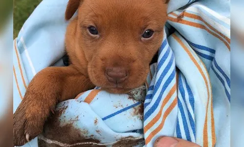 Guarda Municipal presta apoio no resgate de filhotes em Londrina