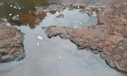 Sindicato denuncia suspeita de poluição em rios de Apucarana; Vídeo