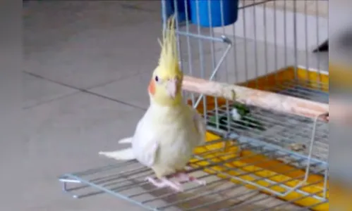 Gato mata calopsita e gera confusão entre vizinhos, em Ivaiporã