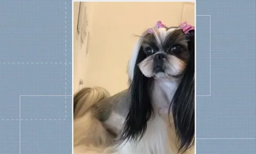 Ladrões roubam eletrônicos e cadela durante assalto a casa em Londrina