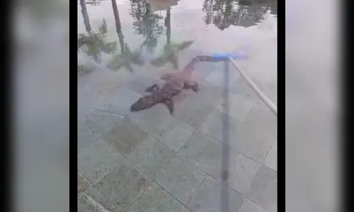 Jacaré aproveita a falta de hóspedes e desfruta de piscina; Assista