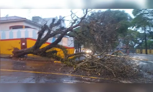 Morador registra queda de árvore na manhã desta terça em Apucarana; assista