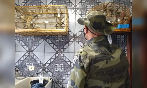Polícia Ambiental resgata mais de 200 pássaros mantidos em cativeiros na região