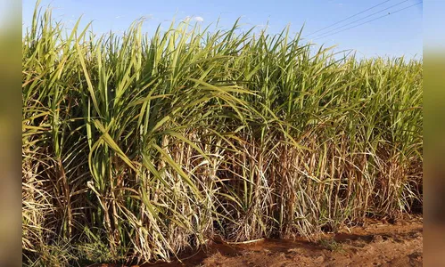 Revogada a portaria que proibia a queima da cana-de-açúcar