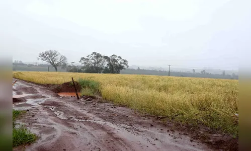 Chuva em excesso prejudica lavouras de inverno