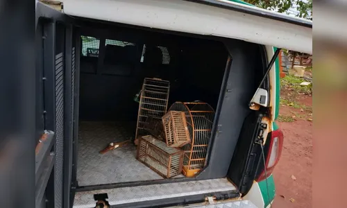 Força Verde apreende armas, alçapões e aves silvestre, em Califórnia