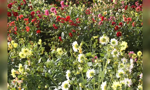 Floricultura é destaque do boletim agropecuário