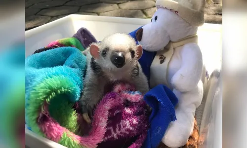 Filhote de tamanduá-mirim ganha cobertores e ursinho para enfrentar o frio no PR