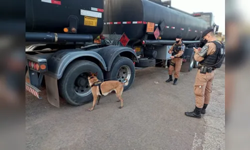 Canil da PM e PRF realizam operação em Apucarana e Jandaia