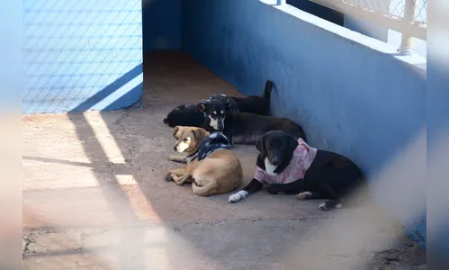 Abandono de animais aumenta durante a pandemia; assista