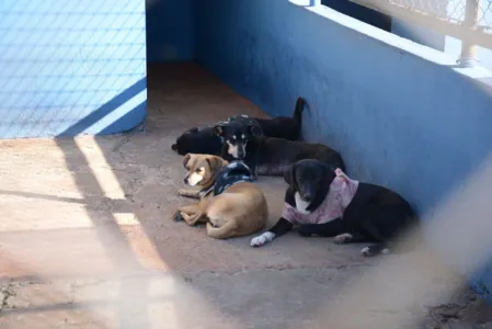 Abandono de animais aumenta durante a pandemia; assista