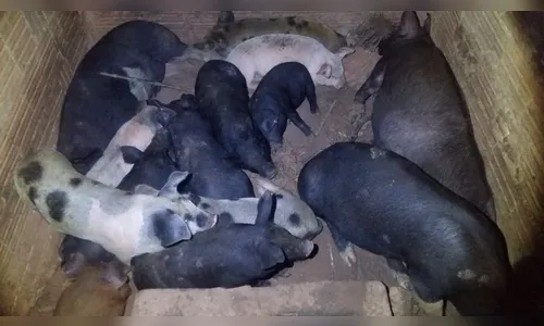 Sitiante tem seis porcos furtados em Borrazópolis