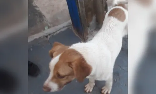 Moradora flagra homem abandonando cachorro na rodovia em Borrazópolis