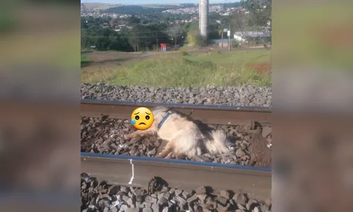 Cachorro é encontrado morto e amarrado na linha do trem em Apucarana