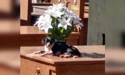 Cachorro vive há 8 meses no túmulo de seu dono em Maringá