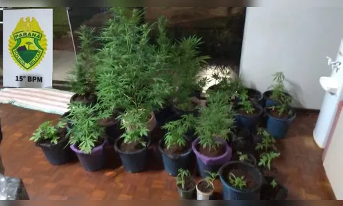 Polícia Militar apreende pés de maconha em Rolândia